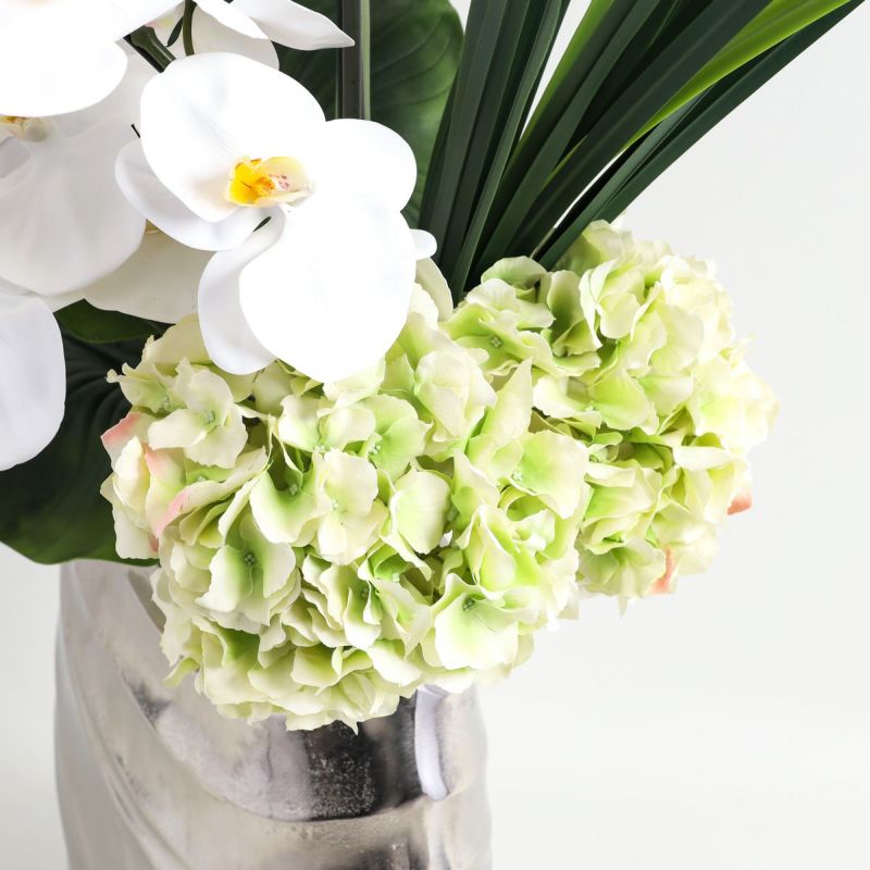 胡蝶蘭 はくらん[20]