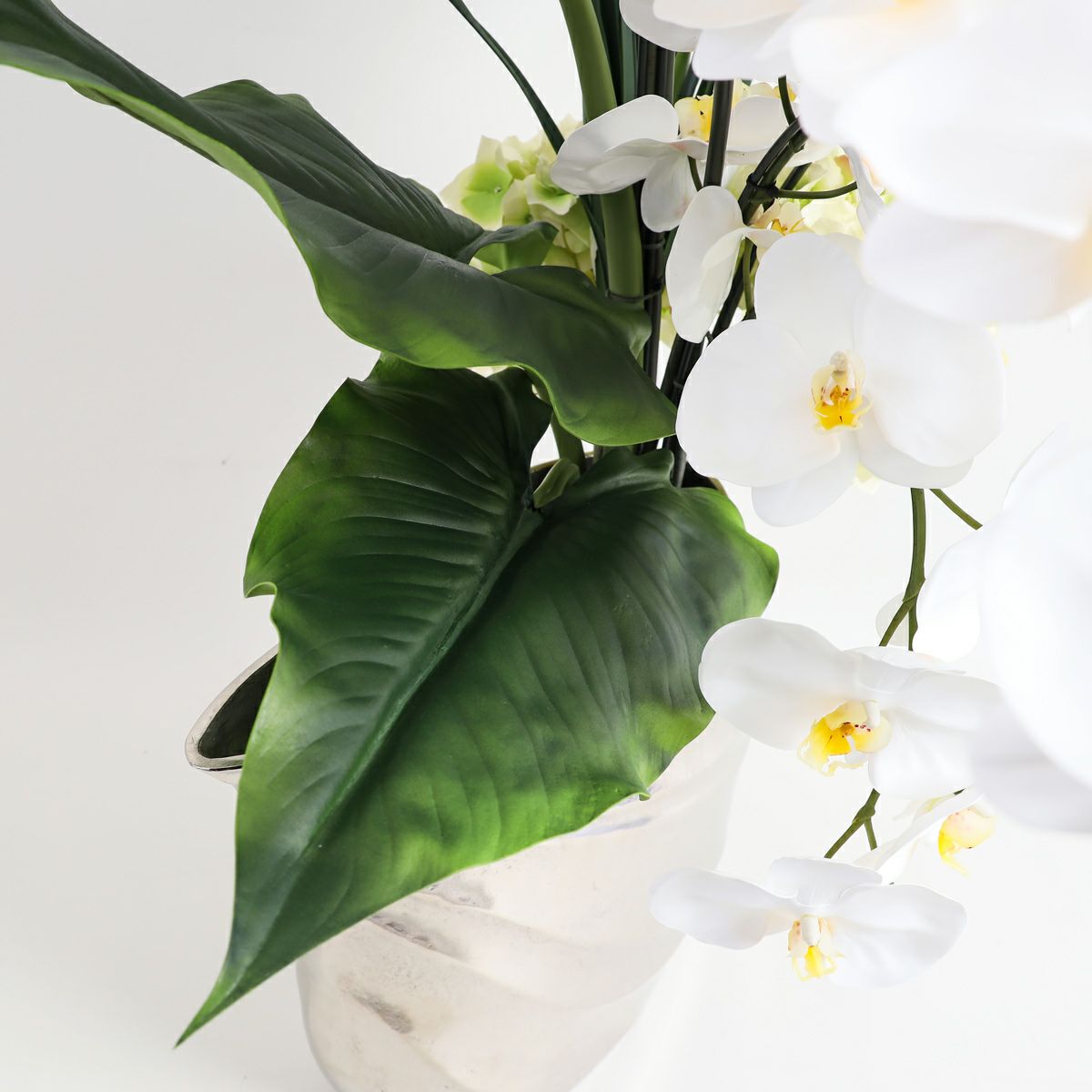 胡蝶蘭 はくらん[20]