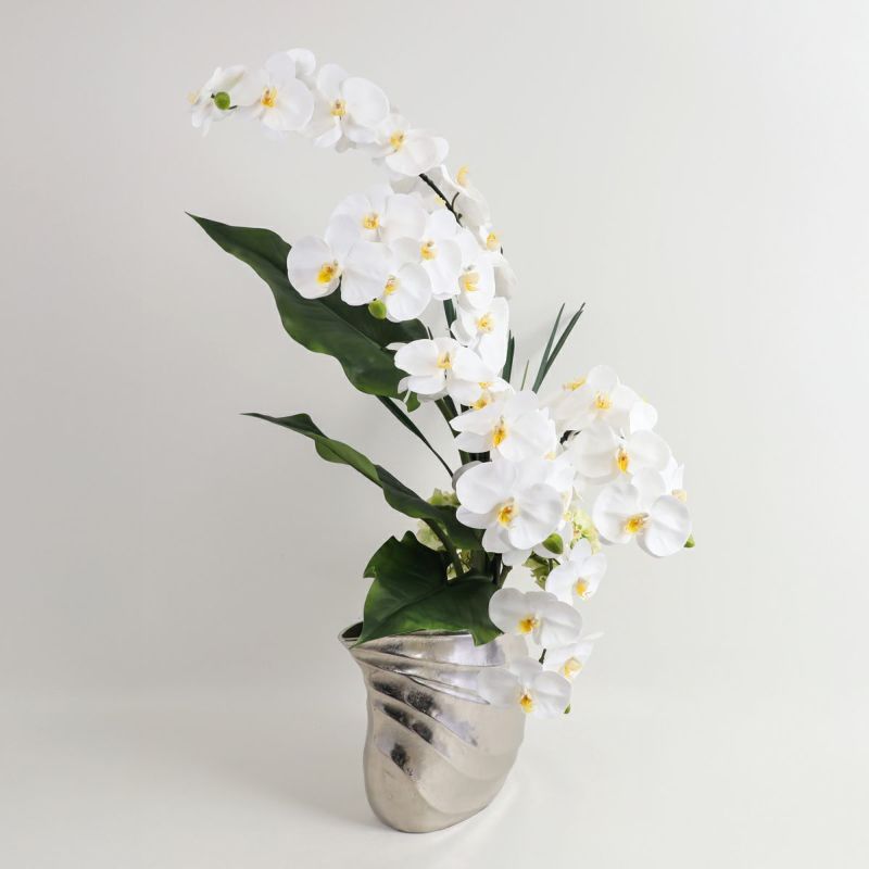 胡蝶蘭 はくらん[20]