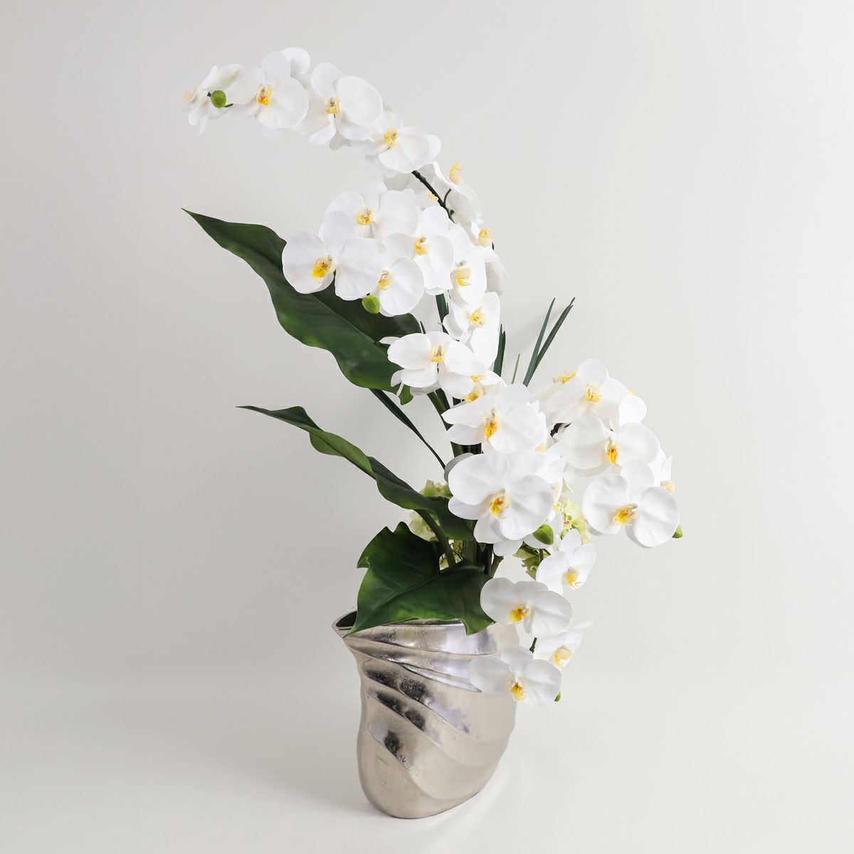 胡蝶蘭 はくらん[20]