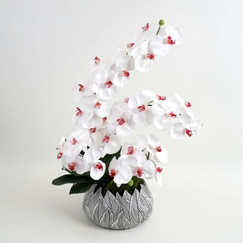 胡蝶蘭 はくらん[21]