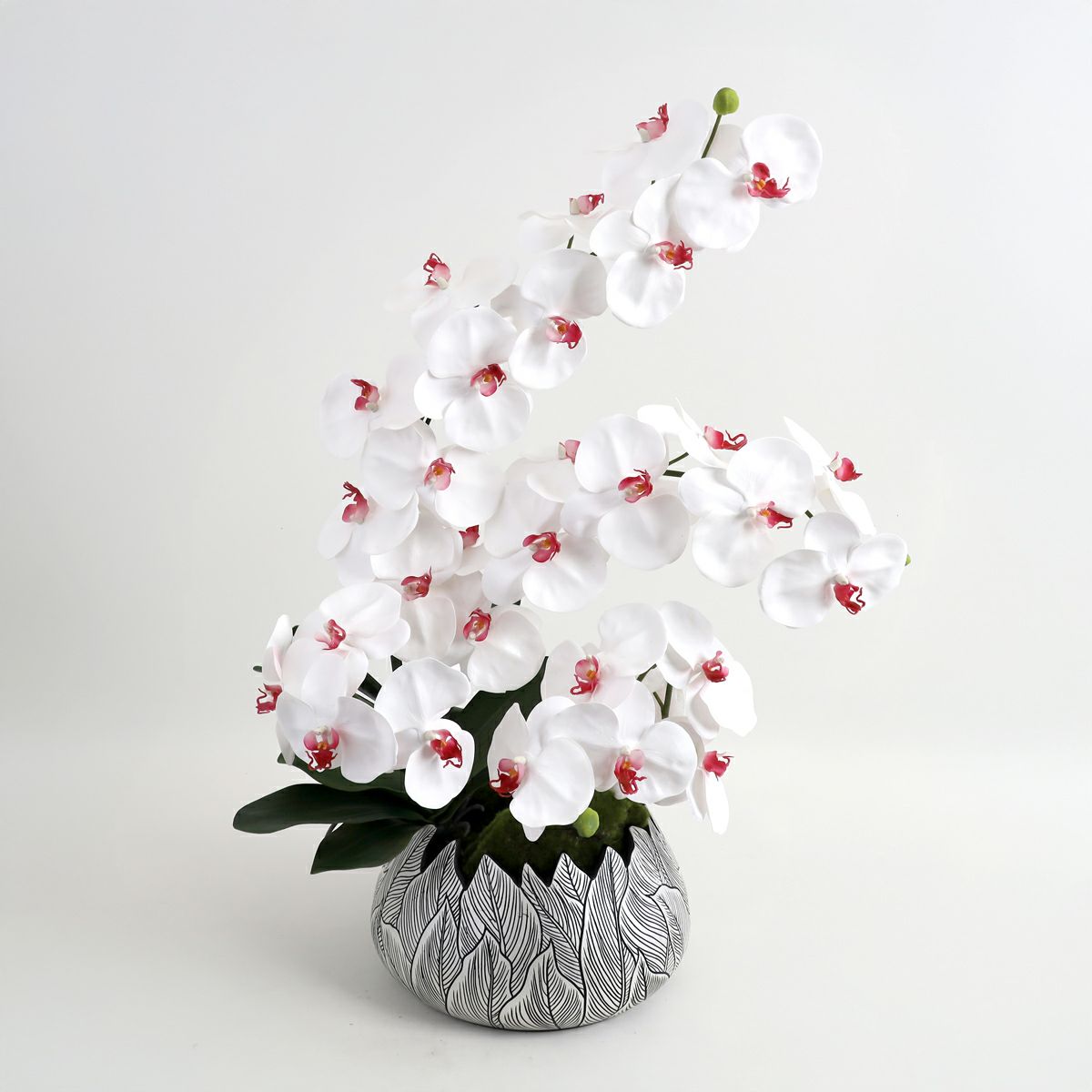 胡蝶蘭 はくらん[21]