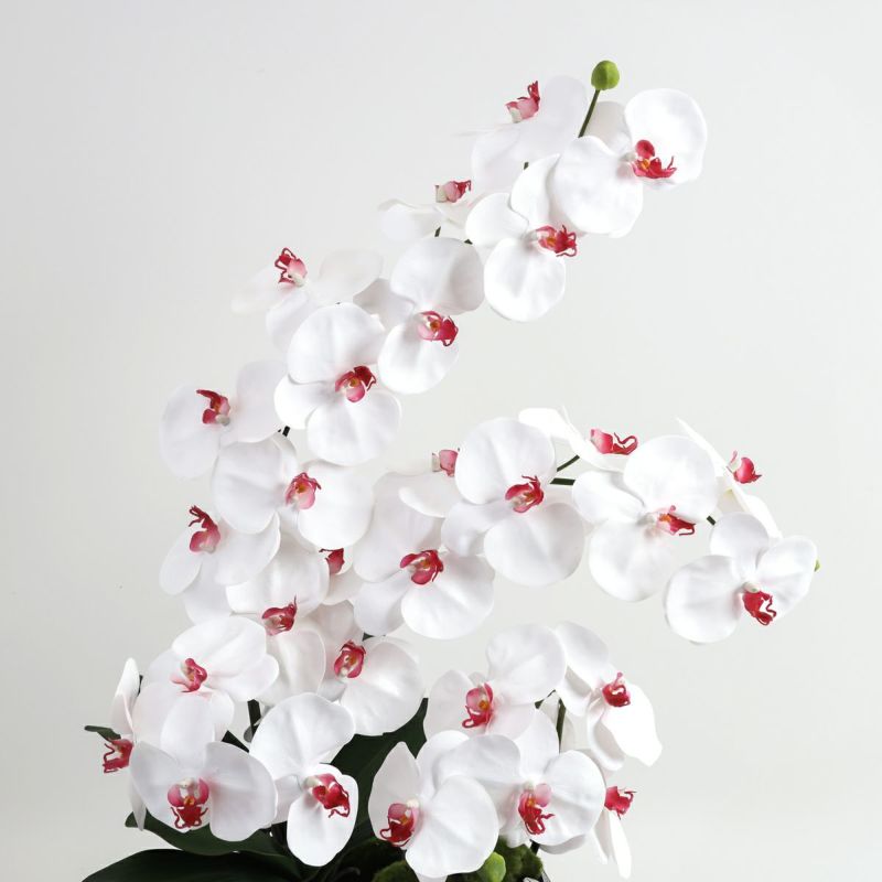 胡蝶蘭 はくらん[21]