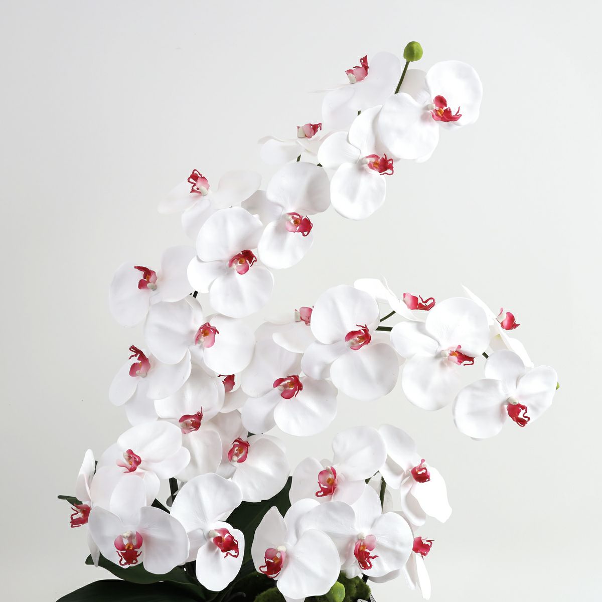 胡蝶蘭 はくらん[21]