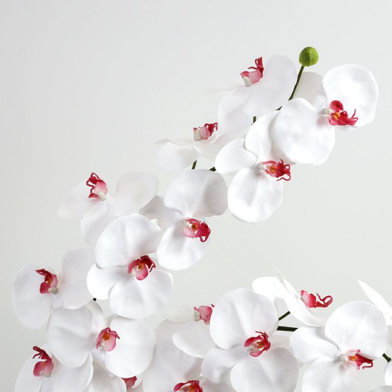 胡蝶蘭 はくらん[21]