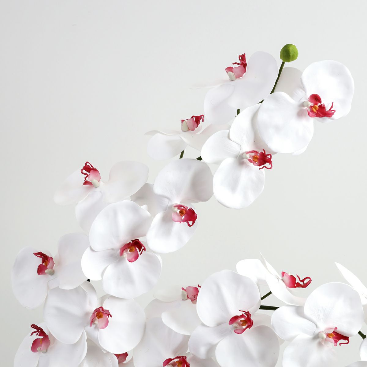 胡蝶蘭 はくらん[21]