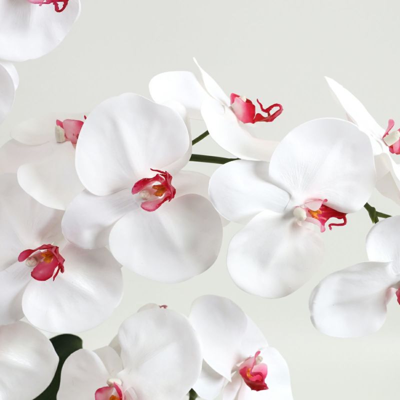 胡蝶蘭 はくらん[21]