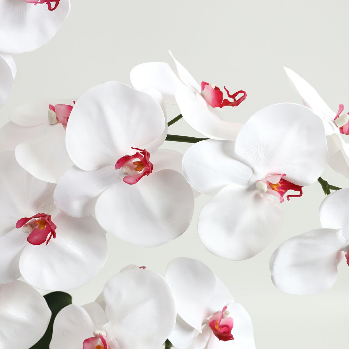 胡蝶蘭 はくらん[21]