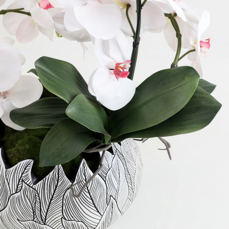 胡蝶蘭 はくらん[21]