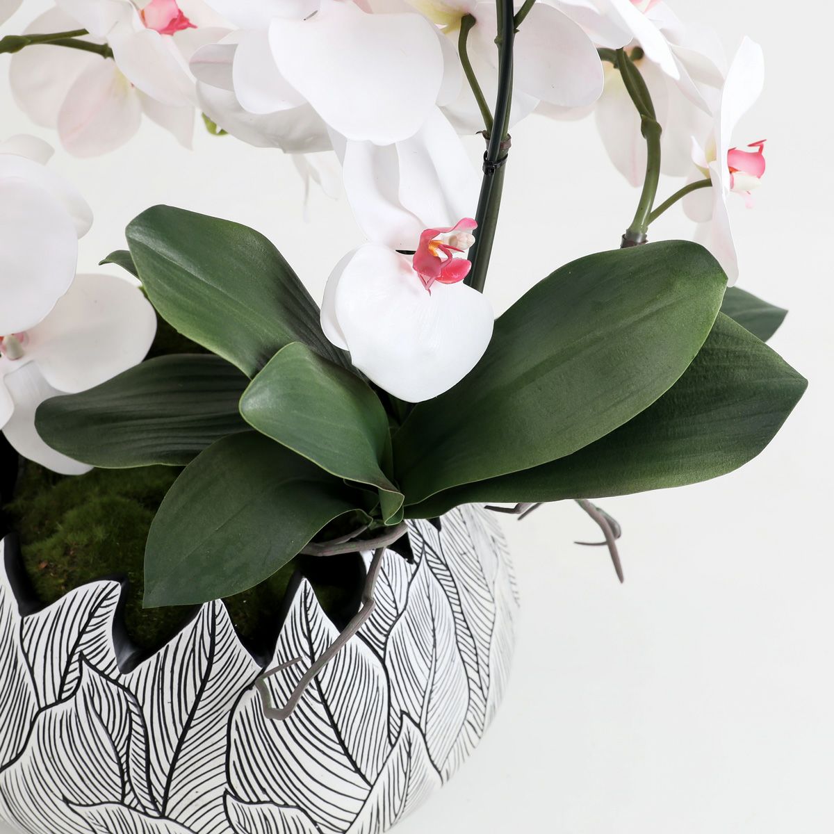 胡蝶蘭 はくらん[21]