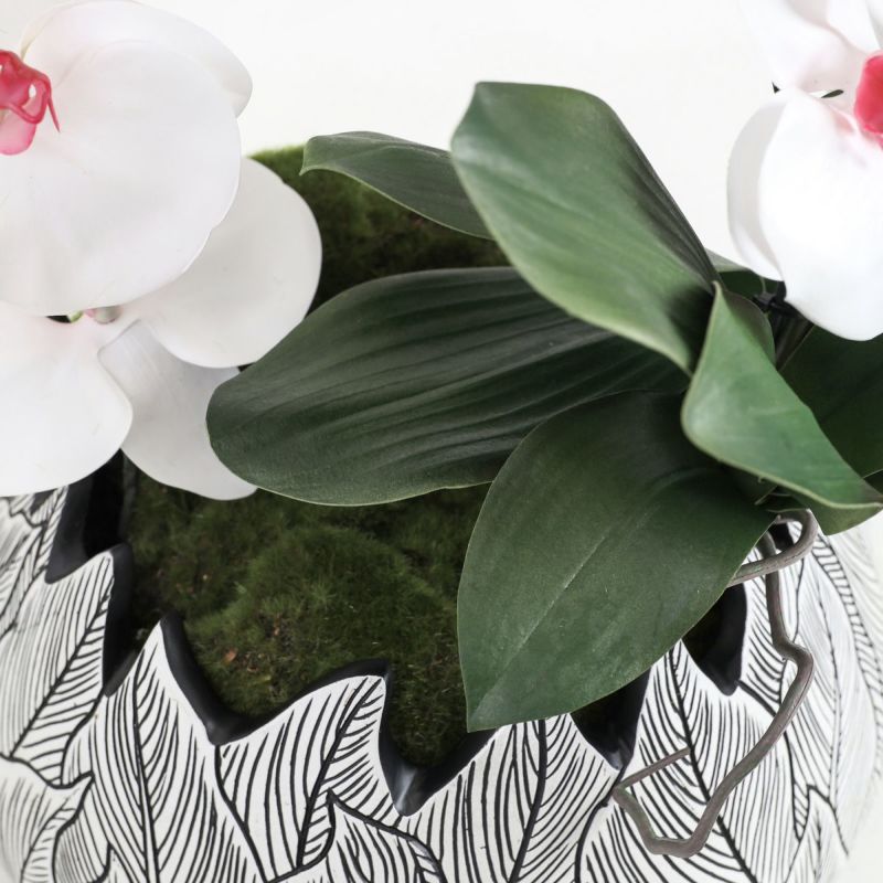 胡蝶蘭 はくらん[21]