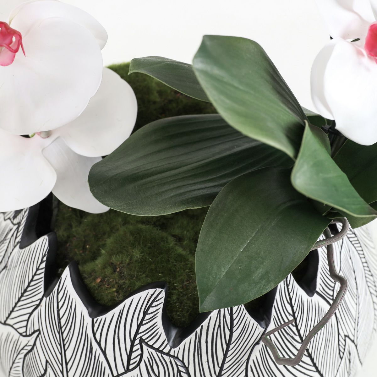 胡蝶蘭 はくらん[21]