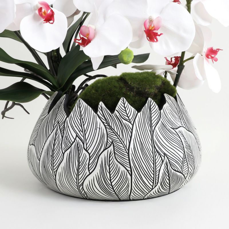 胡蝶蘭 はくらん[21]