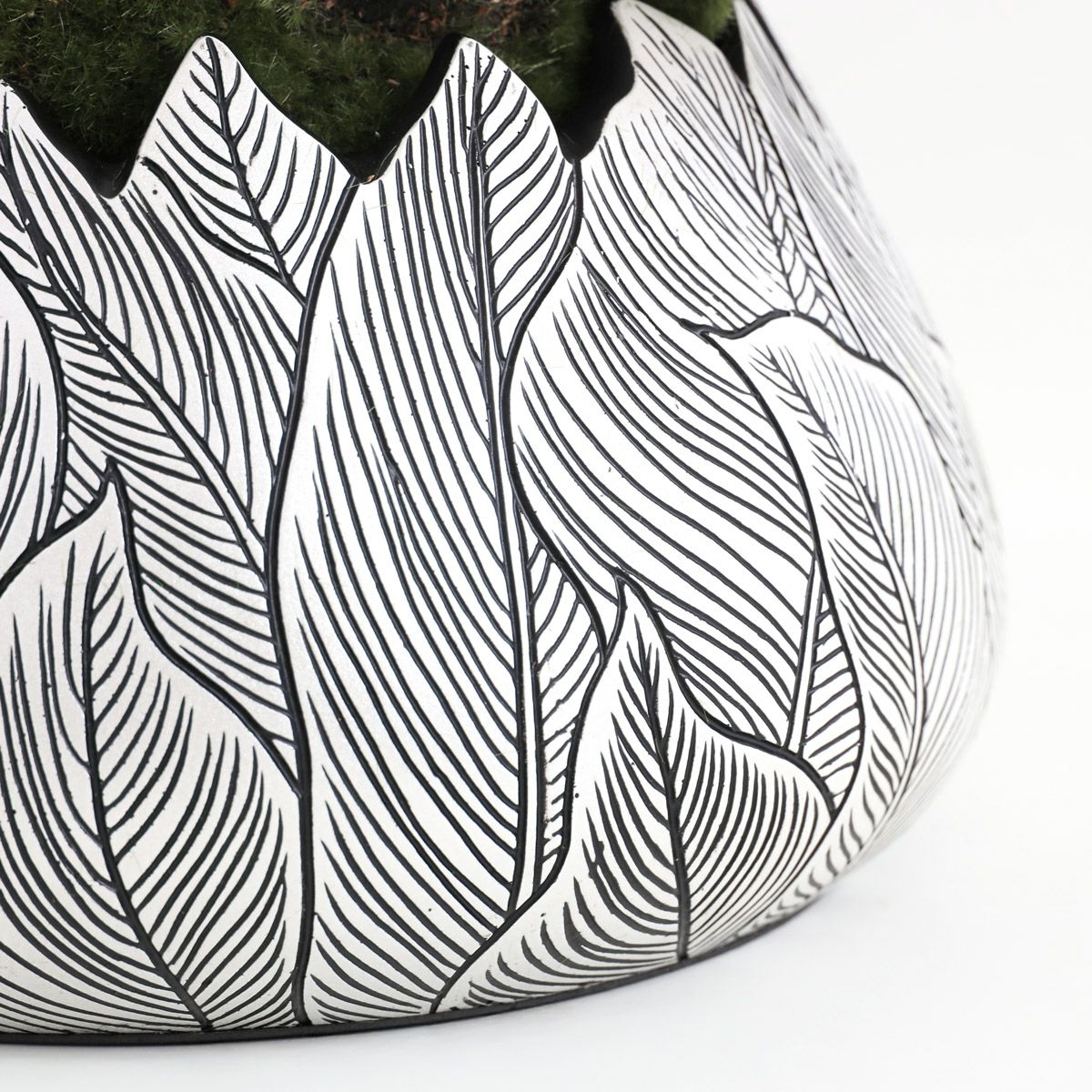 胡蝶蘭 はくらん[21]