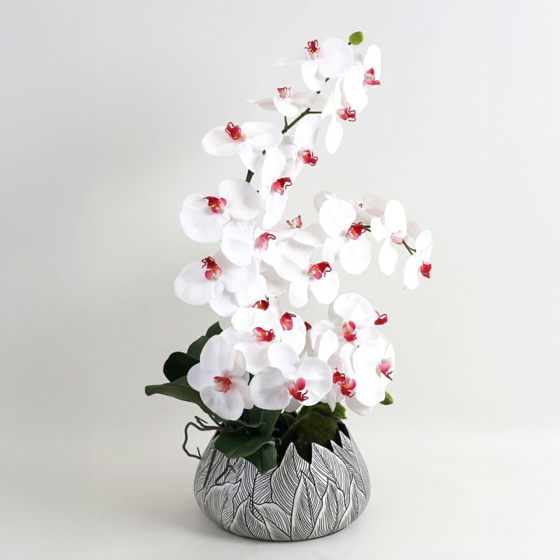 胡蝶蘭 はくらん[21]