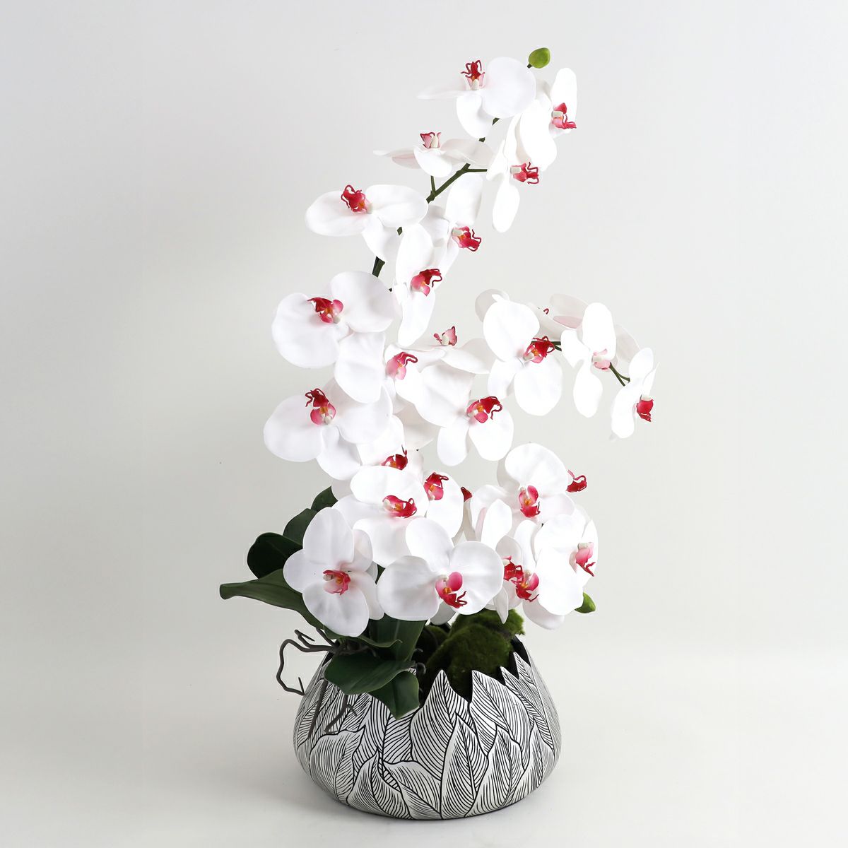 胡蝶蘭 はくらん[21]