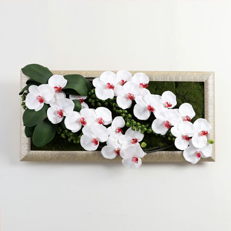 胡蝶蘭 はくらん フレーム [22]