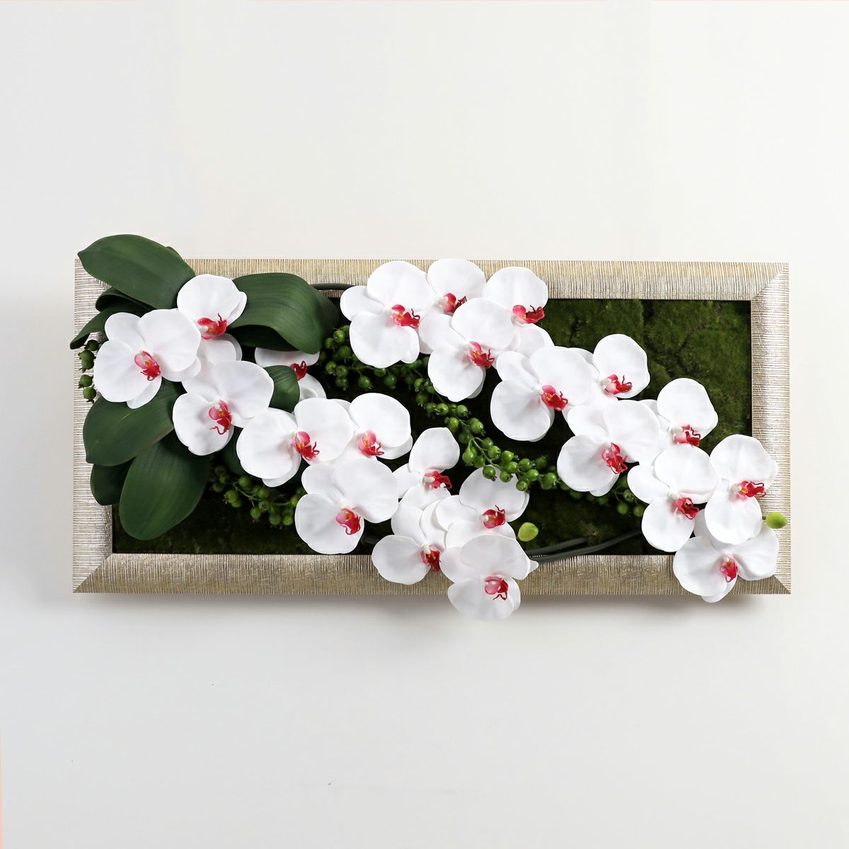 胡蝶蘭 はくらん フレーム [22]