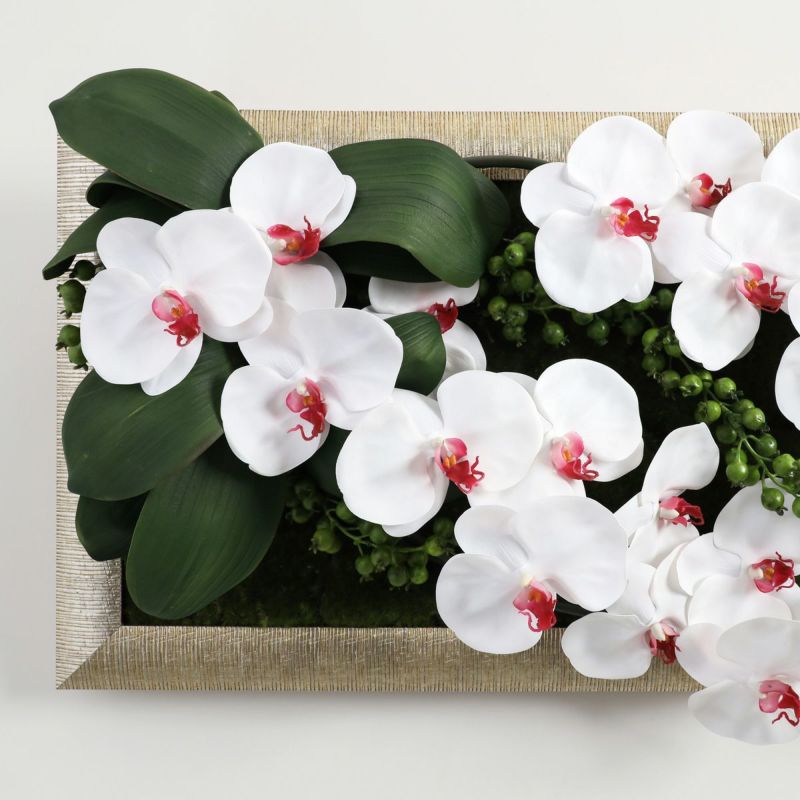 胡蝶蘭 はくらん フレーム [22]