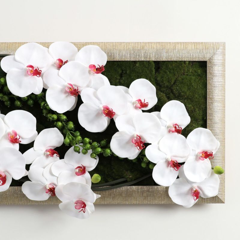 胡蝶蘭 はくらん フレーム [22]