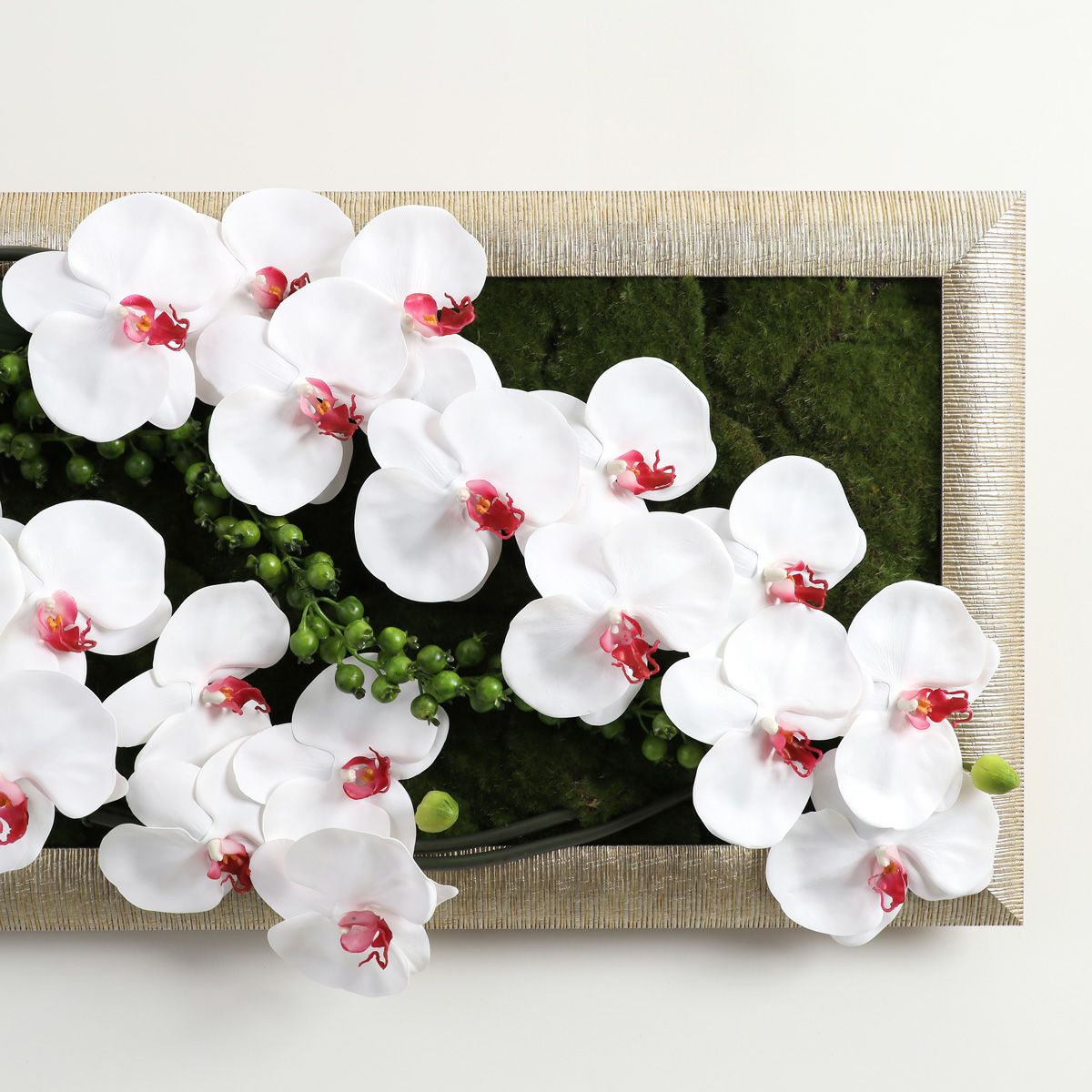 胡蝶蘭 はくらん フレーム [22]