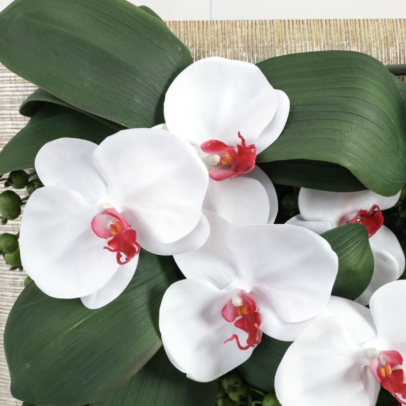 胡蝶蘭 はくらん フレーム [22]