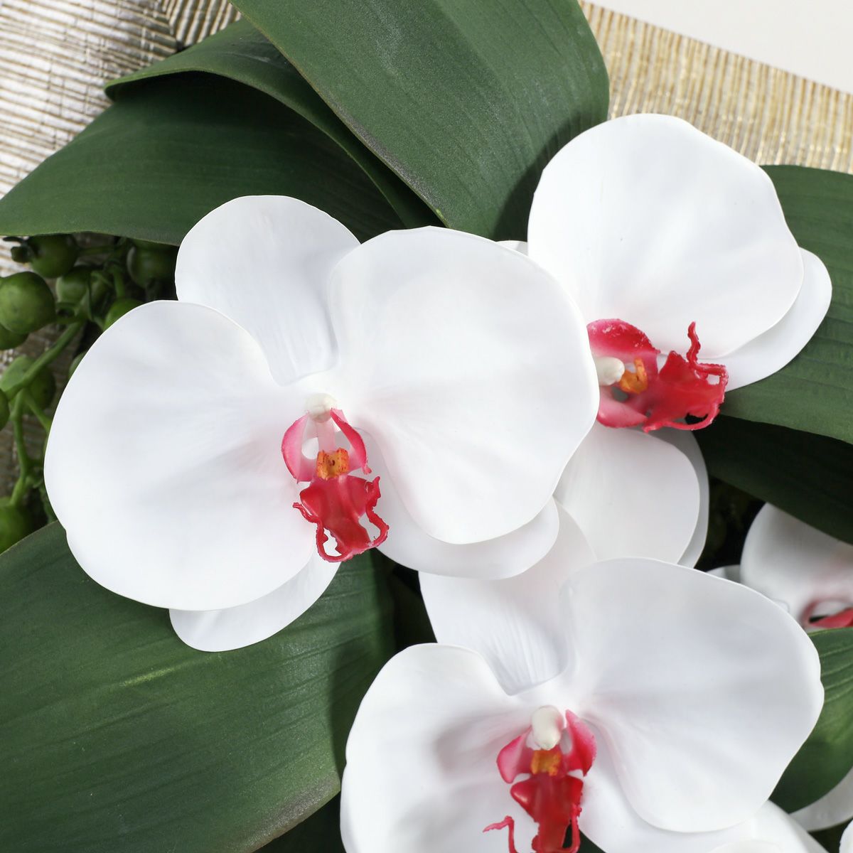 胡蝶蘭 はくらん フレーム [22]