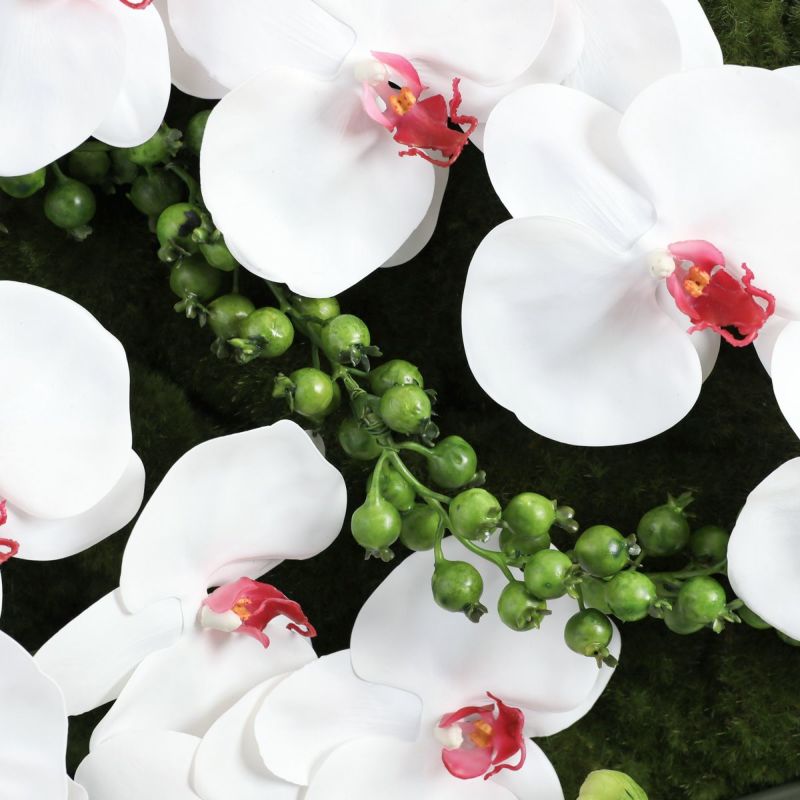 胡蝶蘭 はくらん フレーム [22]