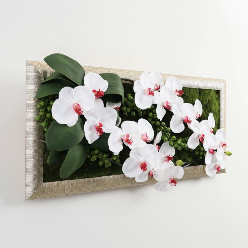 胡蝶蘭 はくらん フレーム [22]