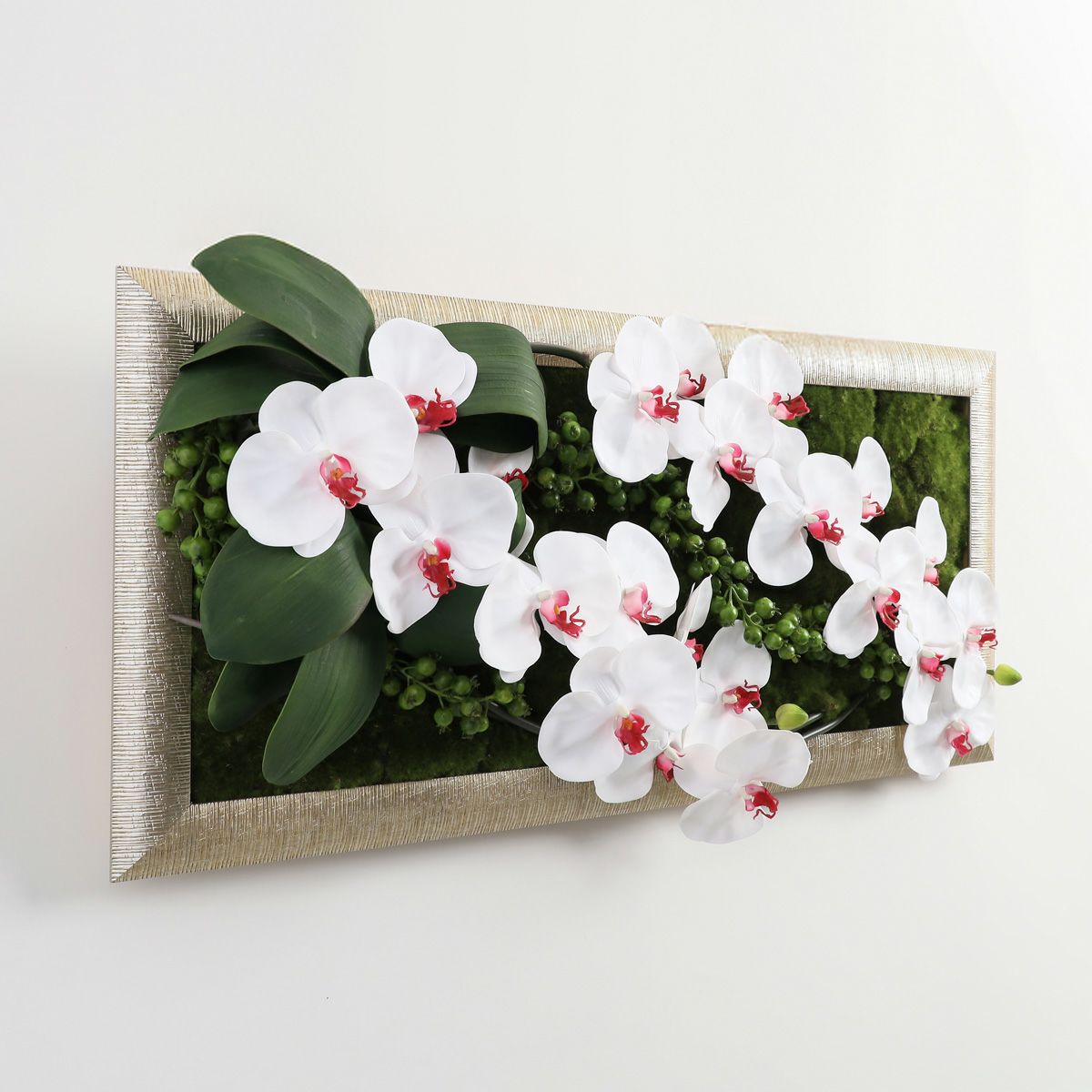 胡蝶蘭 はくらん フレーム [22]