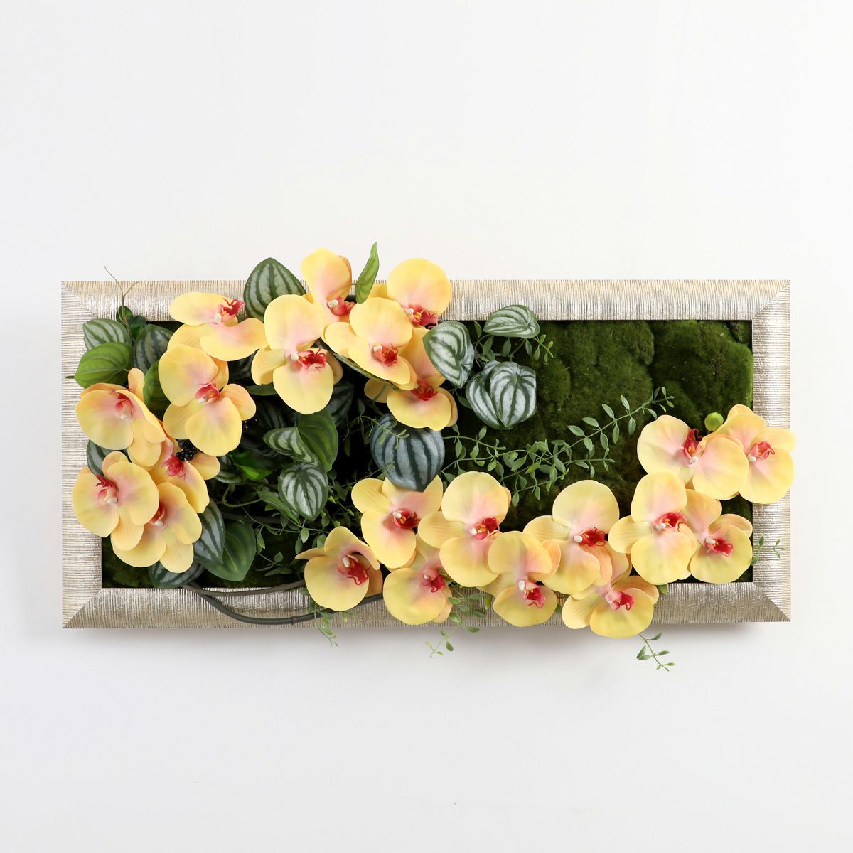 胡蝶蘭 はくらん フレーム [23]