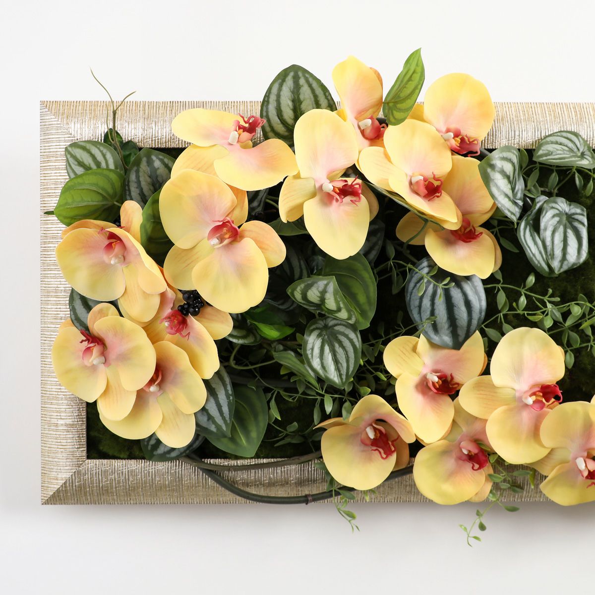 胡蝶蘭 はくらん フレーム [23]