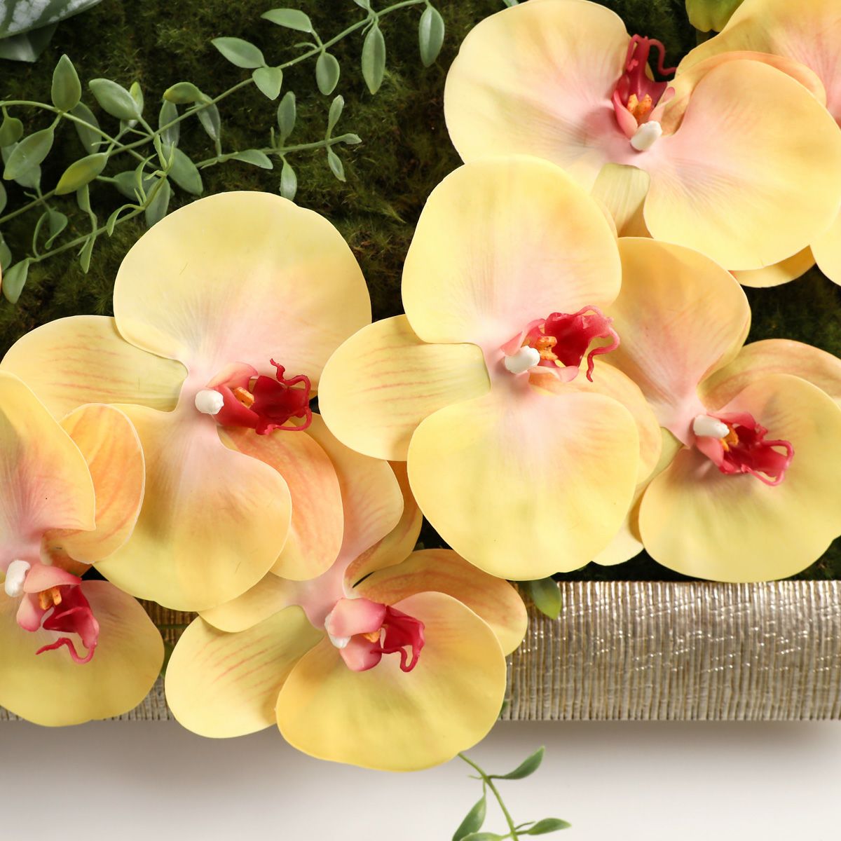 胡蝶蘭 はくらん フレーム [23]