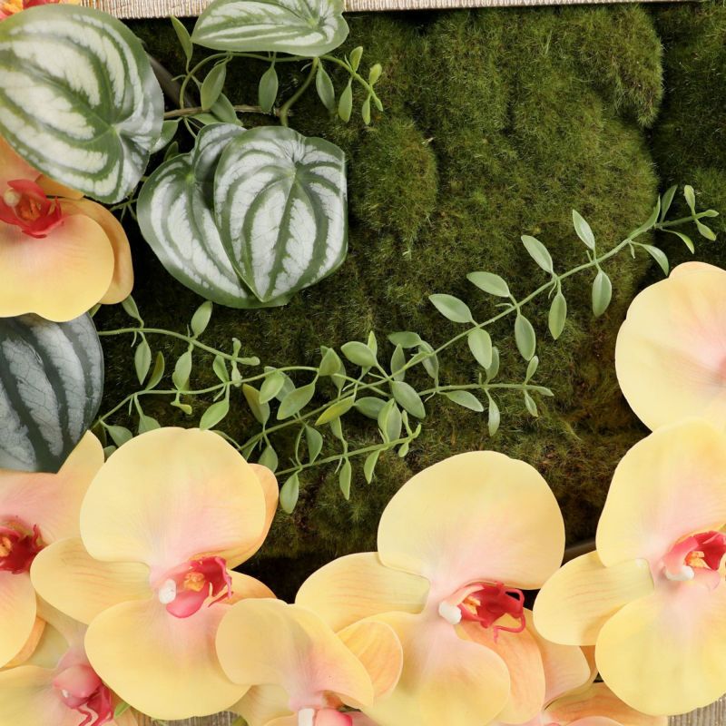 胡蝶蘭 はくらん フレーム [23]