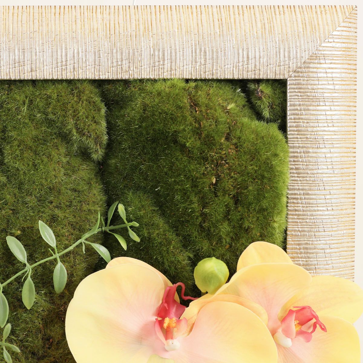 胡蝶蘭 はくらん フレーム [23]