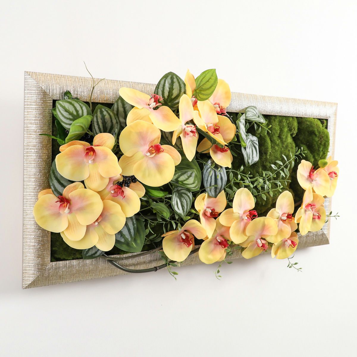 胡蝶蘭 はくらん フレーム [23]