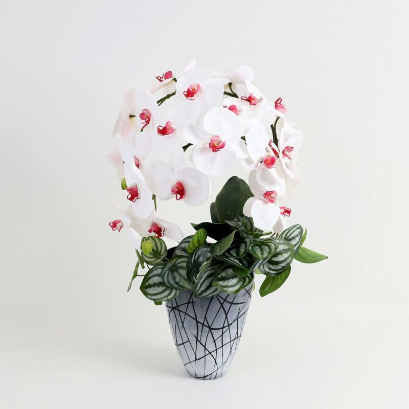 胡蝶蘭 はくらん [27]