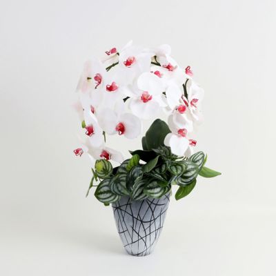 ファレノプシス(胡蝶蘭) | パレフローラ公式通販｜アーティフィシャル