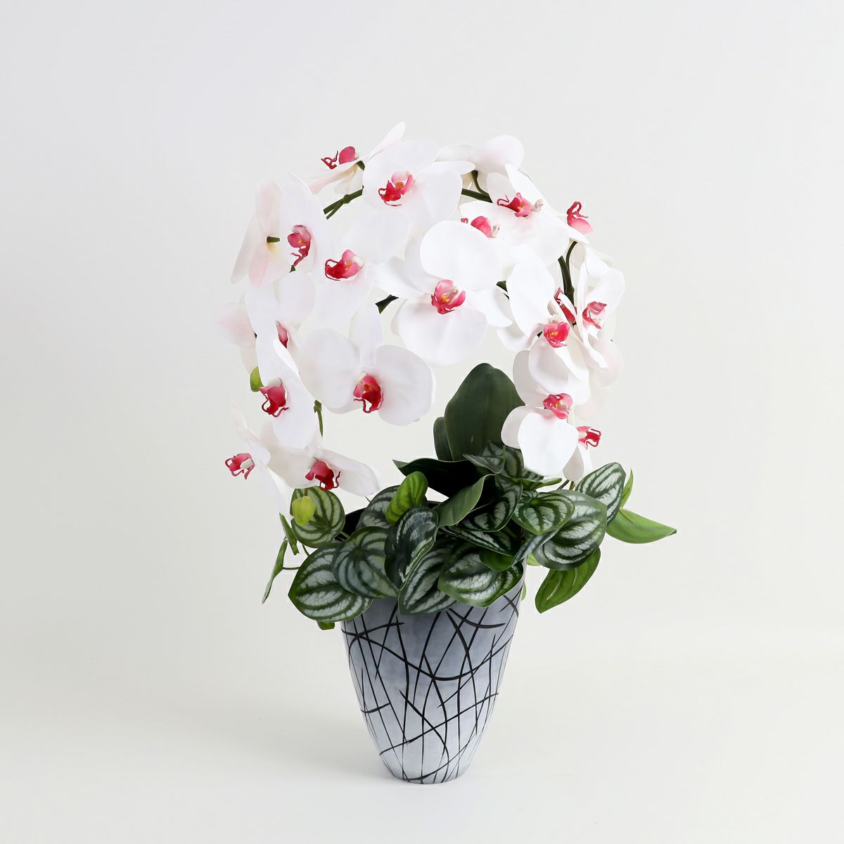 胡蝶蘭 はくらん [27]