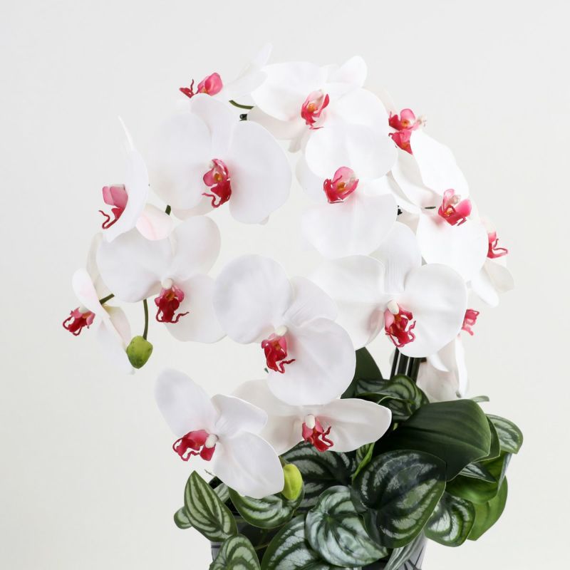 胡蝶蘭 はくらん [27]