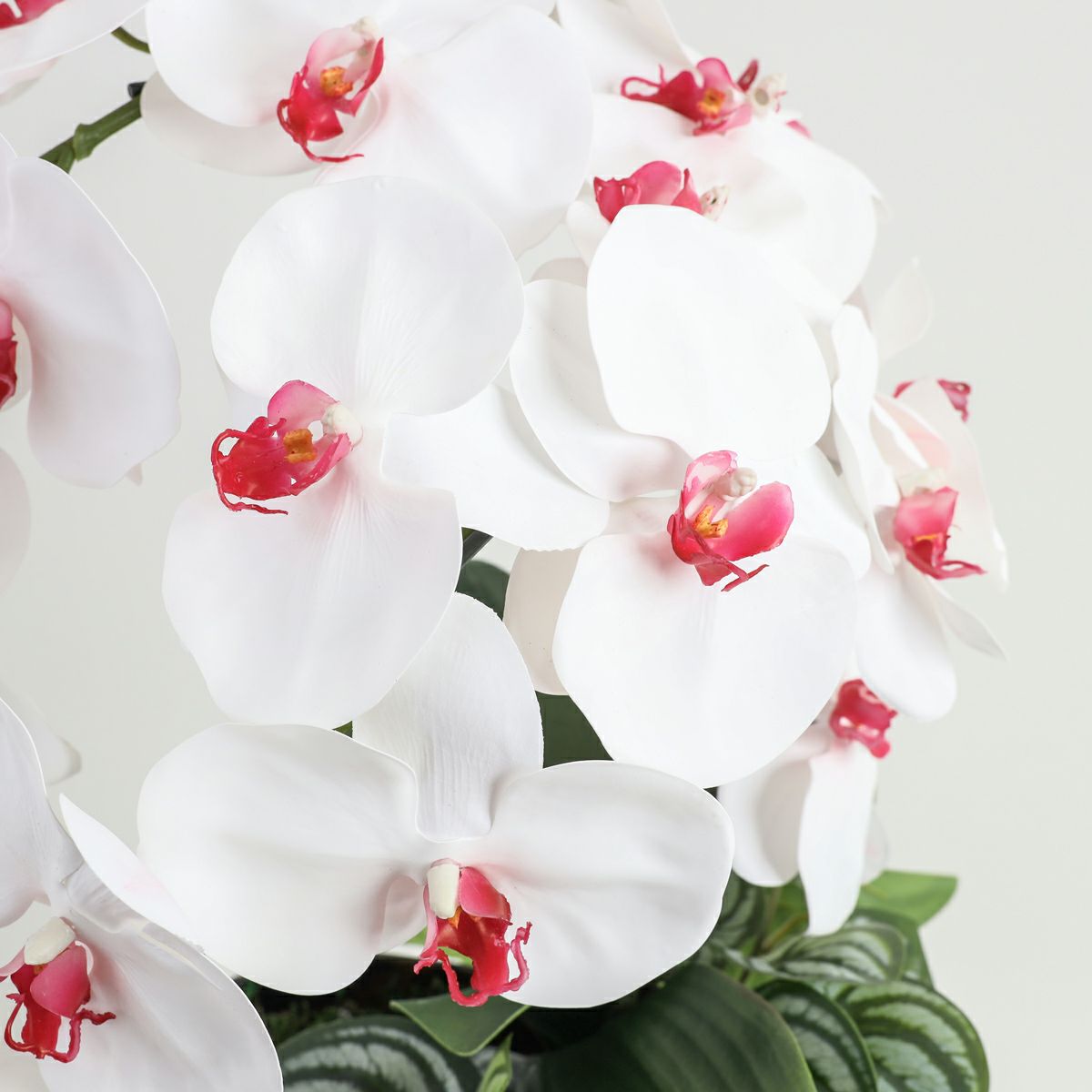 胡蝶蘭 はくらん [27]