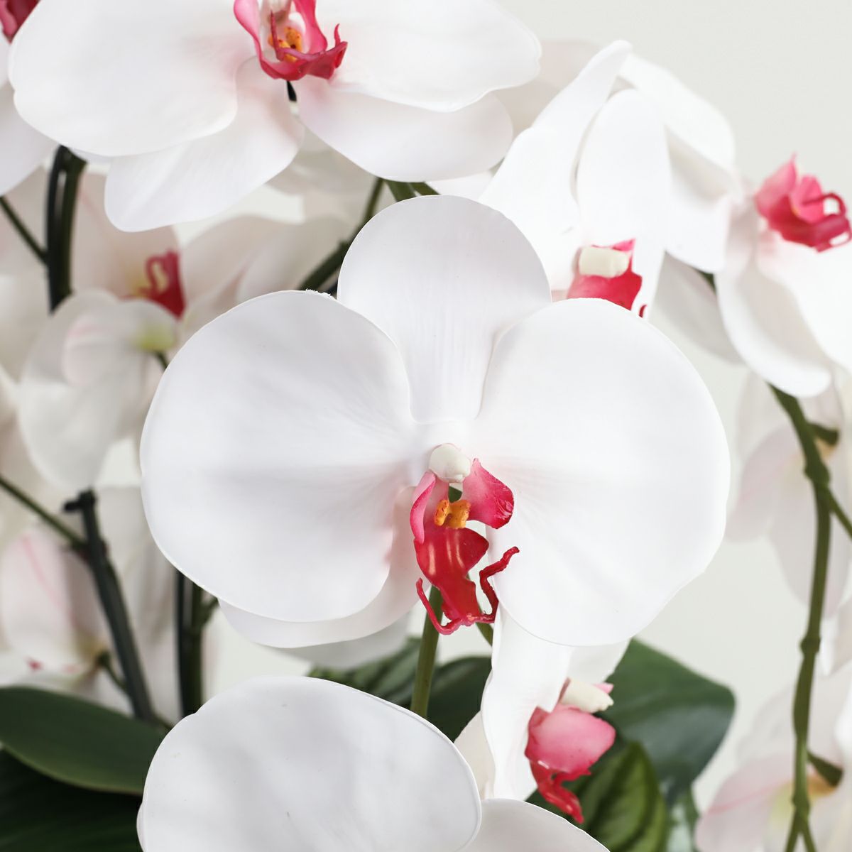 胡蝶蘭 はくらん [27]