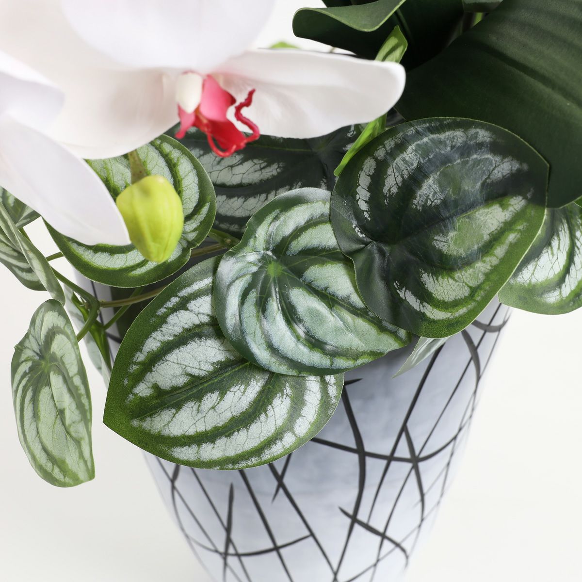 胡蝶蘭 はくらん [27]