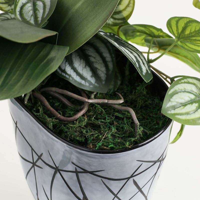 胡蝶蘭 はくらん [27]