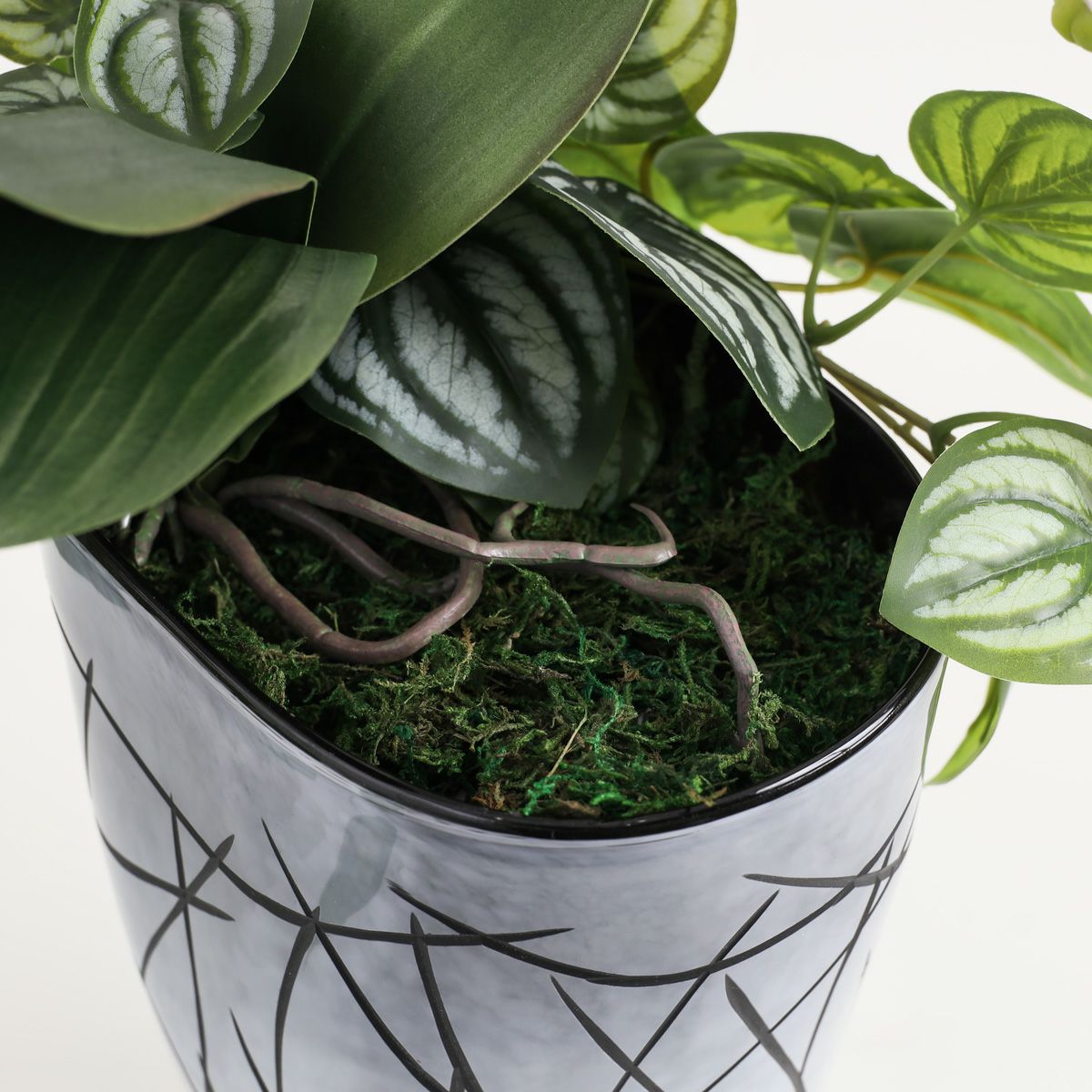 胡蝶蘭 はくらん [27]