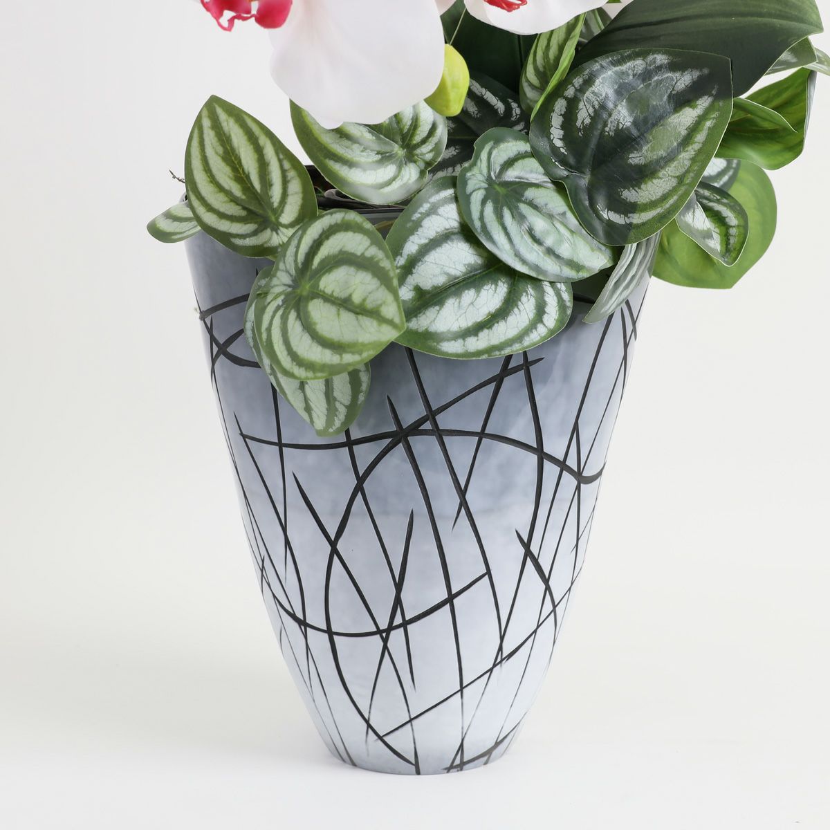 胡蝶蘭 はくらん [27]