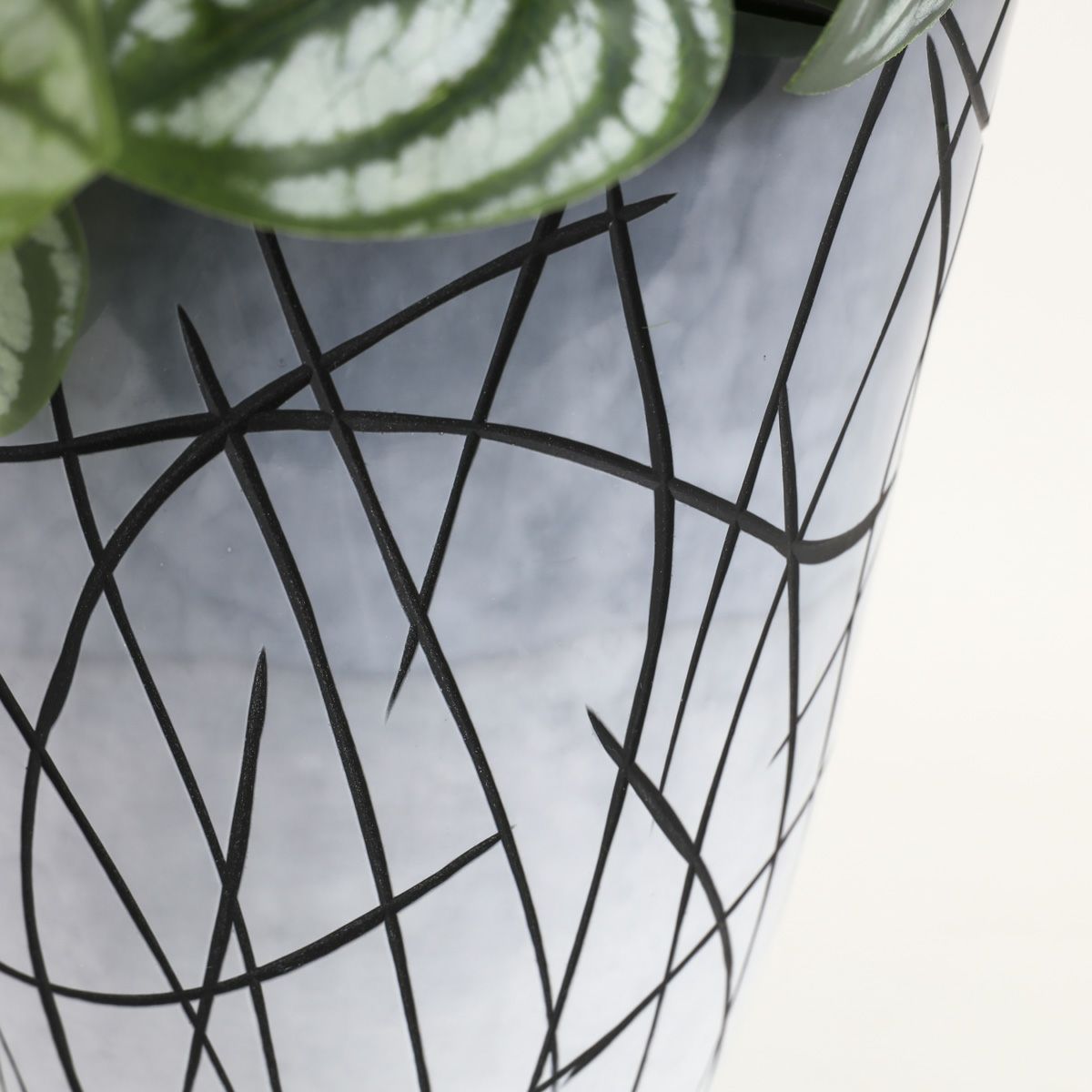 胡蝶蘭 はくらん [27]