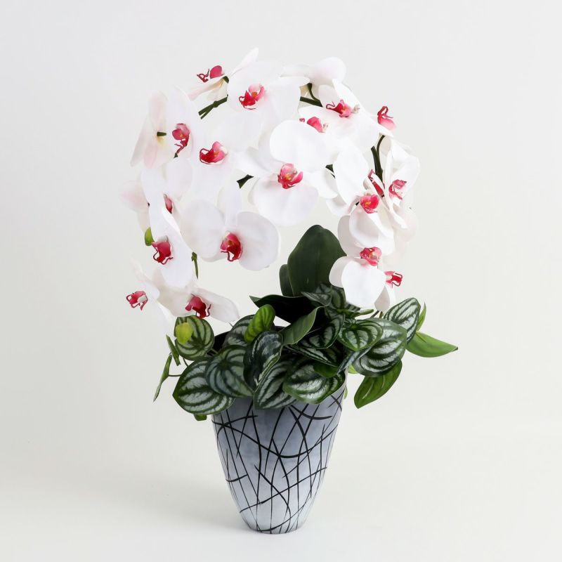 胡蝶蘭 はくらん [27]