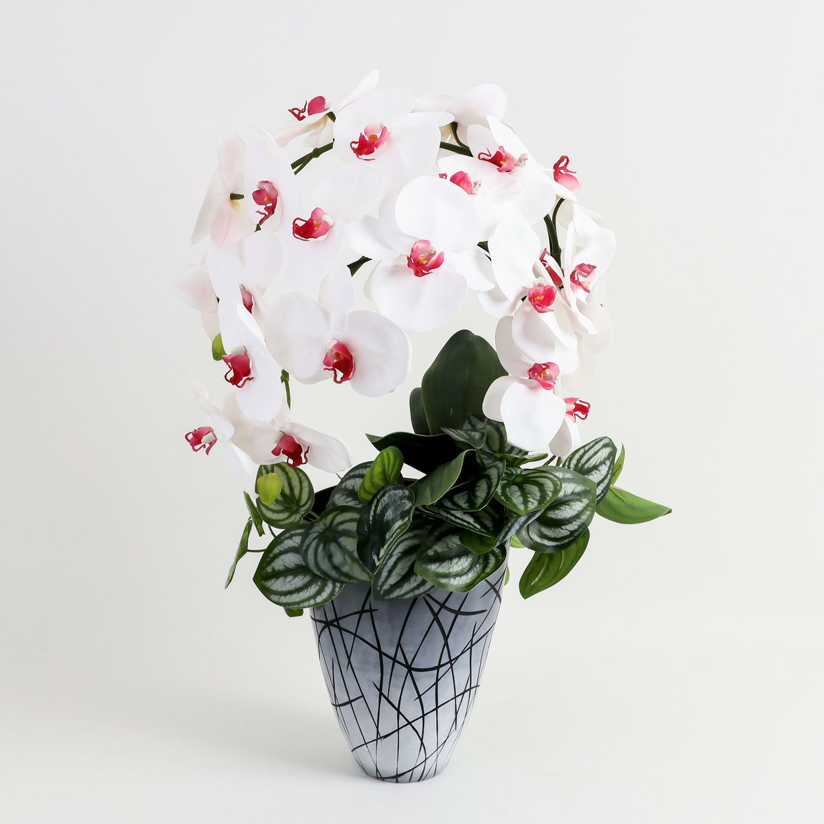 胡蝶蘭 はくらん [27]