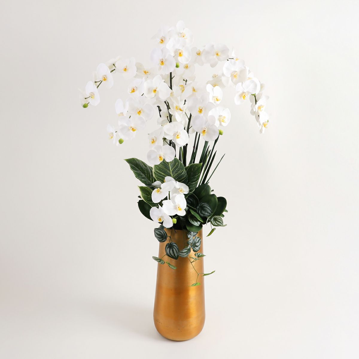 胡蝶蘭 はくらん[P-01]